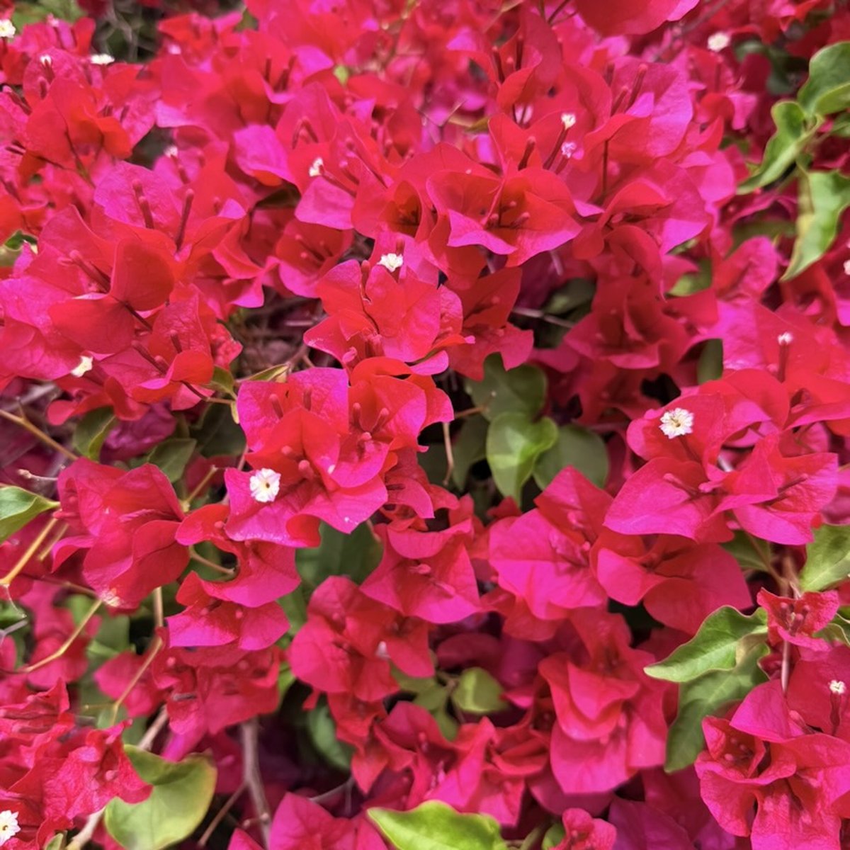 Bougainvillea
