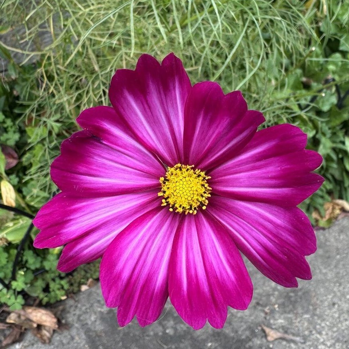Cosmos