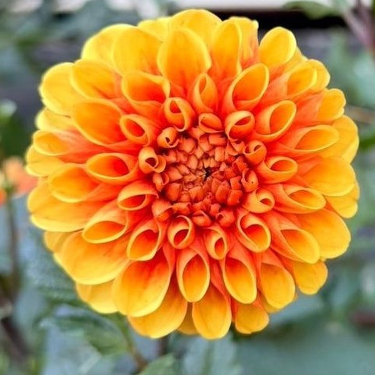 Dahlia