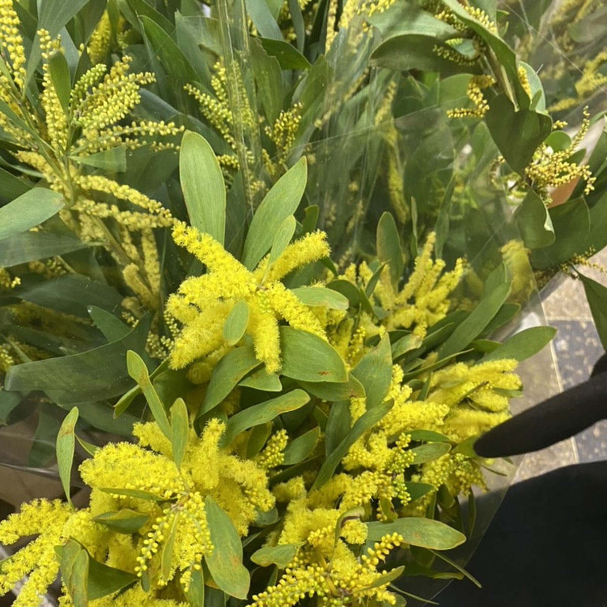 Euphorbia