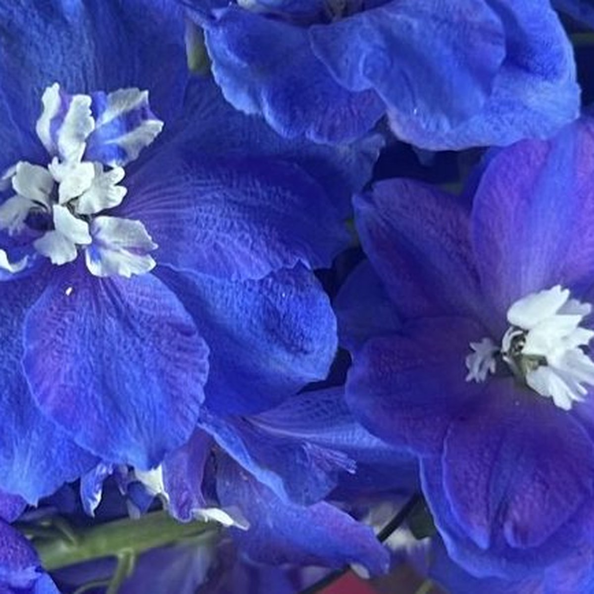 Hydrangea