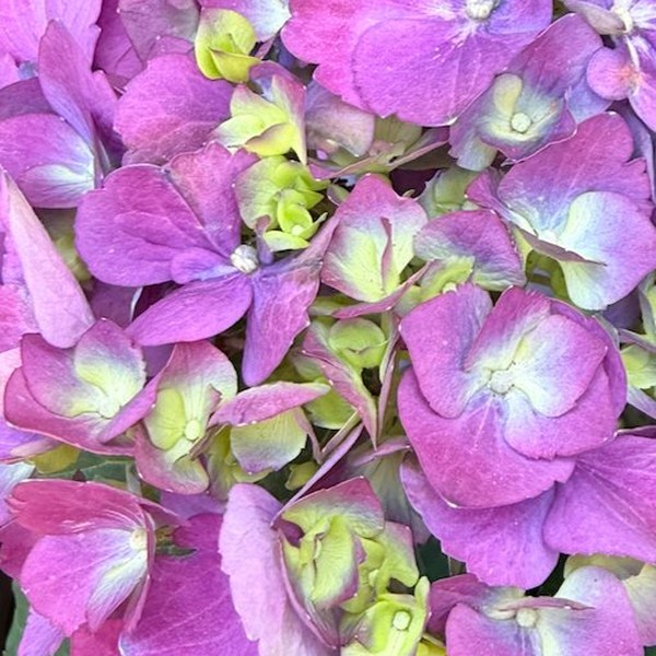 Lime and magenta hydrangea