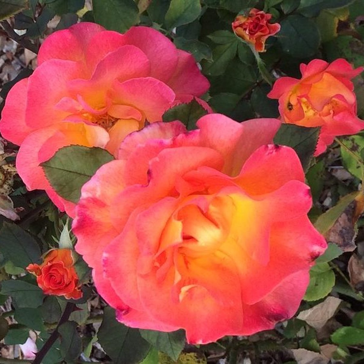 Rhododendron