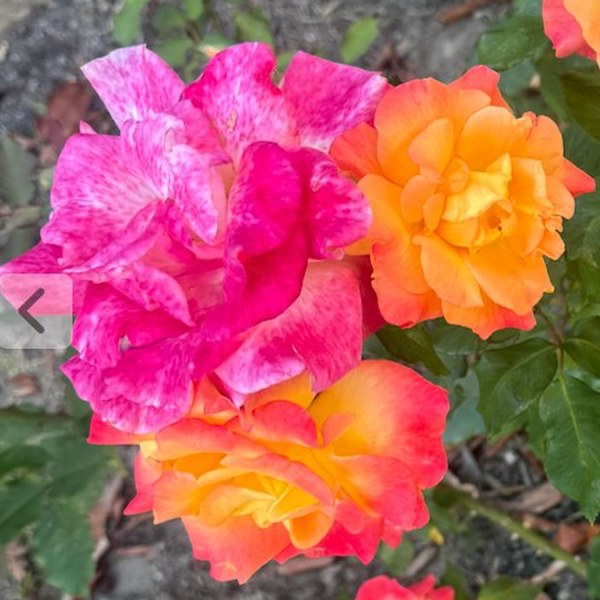 Pink and orange roses