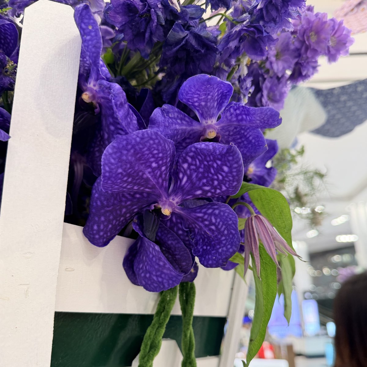 Senetti