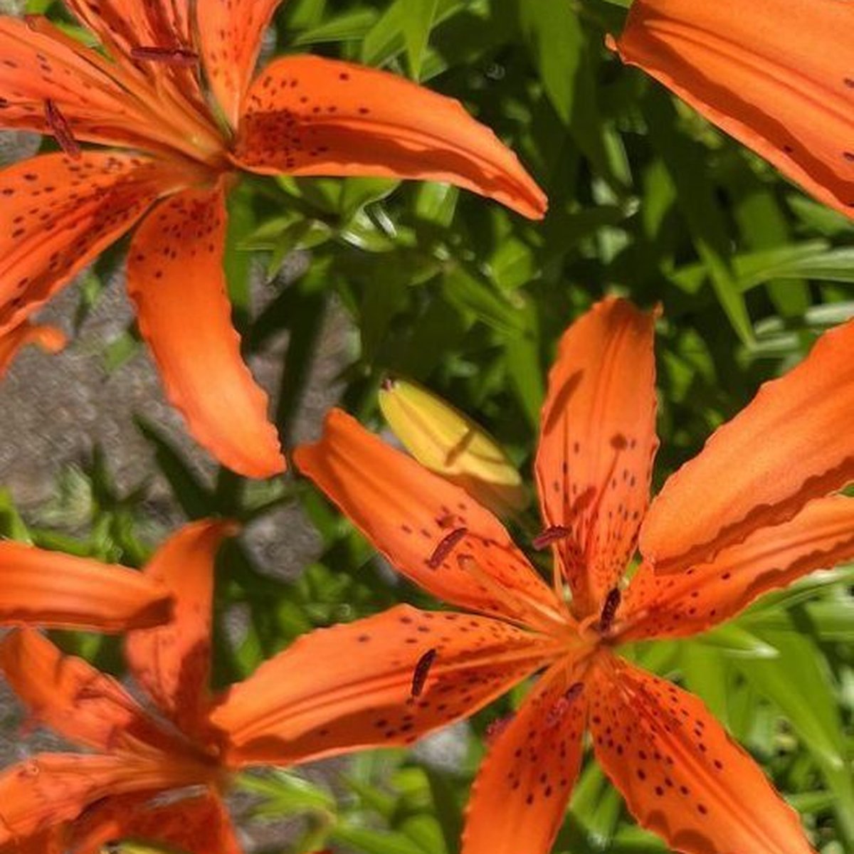 Tiger Lily