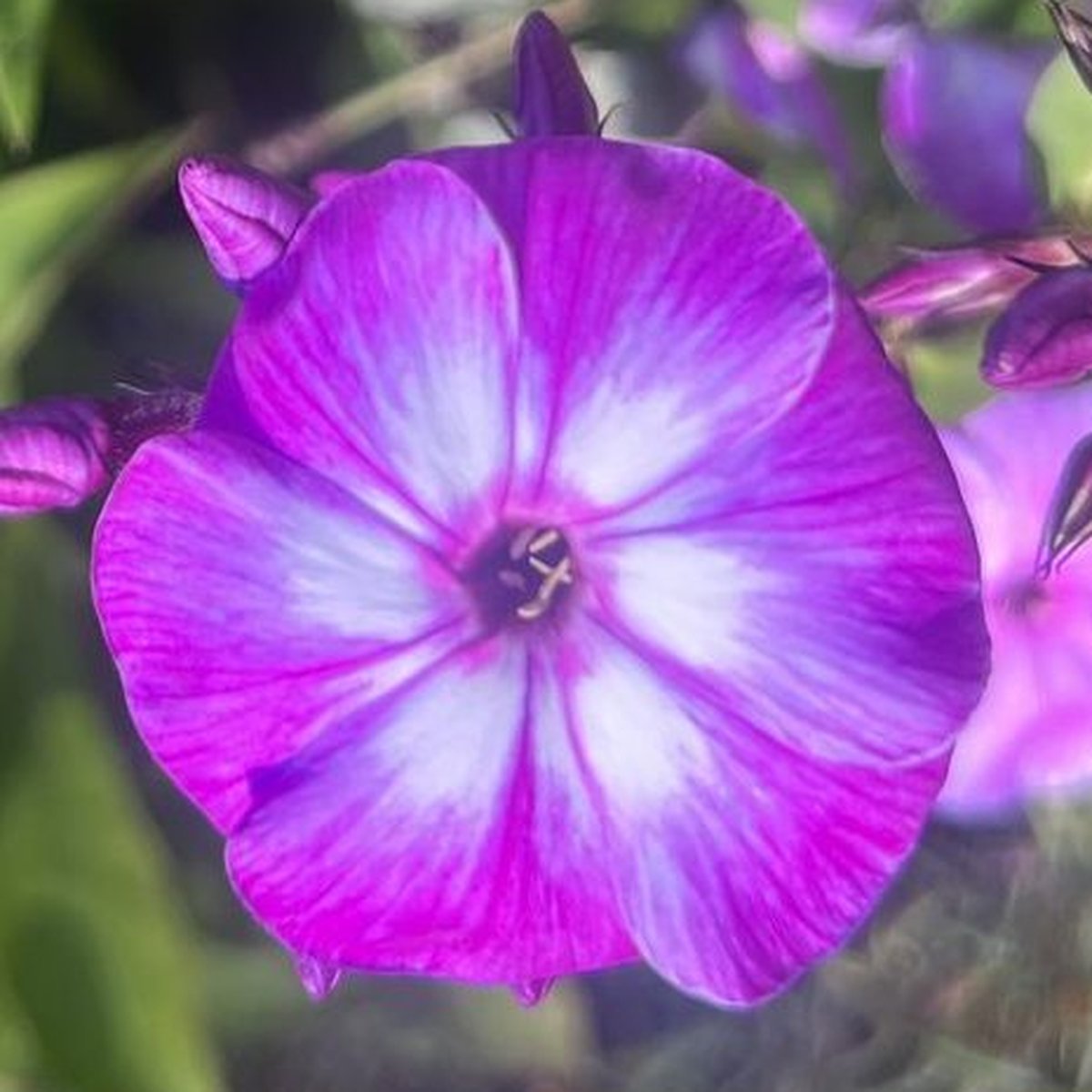 Phlox